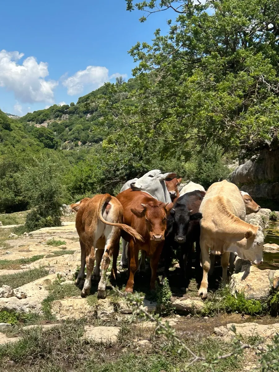 עדר בקר חוצה את מסלול השטח בין סלעים וירק בגליל המערבי